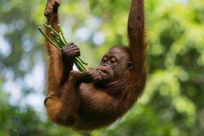 Amazing Closeup of a Wild Baby Orang Utan – Free Download