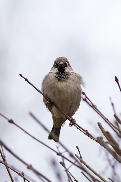 Small Sparrow Perched on a Twig Against a White Sky – Free Stock Photo, Download Free