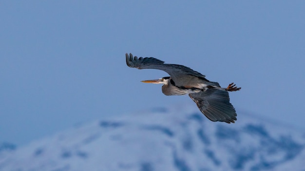 Great Blue Heron Flying Over Great Salt Lake in Utah – Free Download