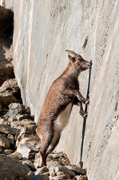 Beautiful Deer on Rock – Free Stock Photos for Download