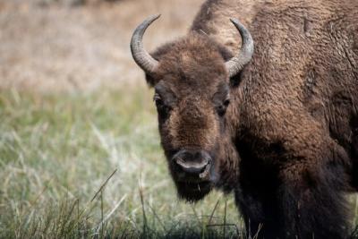 Bison Portrait: Download Free Stock Photo