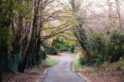 Creepy Forest Road – Free Stock Photo for Download