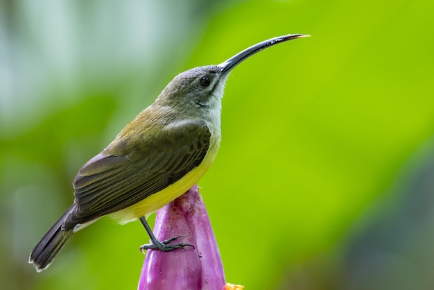 Close-Up of Bird Perching on a Feeder – Free Stock Photo for Download