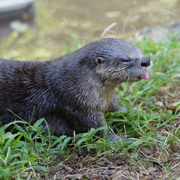 Cute North American River Otter Lying on the Grass â Free Stock Photo for Download