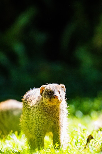 Mongoose Wildlife in the Maasai Mara National Game Reserve – Free Stock Photo for Download