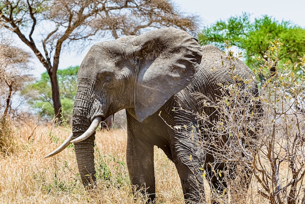 Cute Elephant Walking on Dry Grass in the Wilderness – Free Download