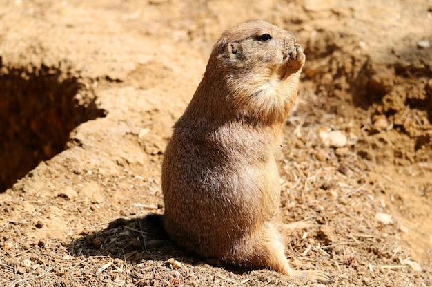 Close-up of Rodent on Land – Free Stock Photo, Download for Free