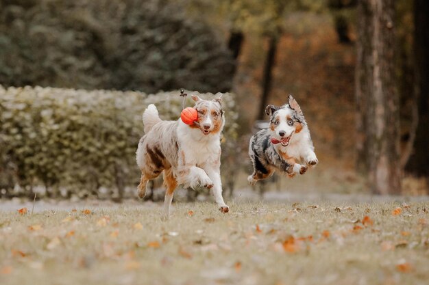 Australian Shepherd Dogs Play Fighting in Autumn – Download Free Stock Photo