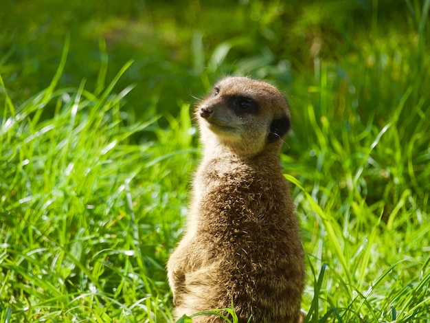 Meerkat Close-Up on Field – Free Stock Photo, Download for Free