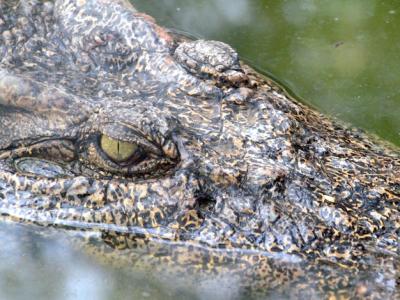 Close-Up Images of Crocodiles in Water – Free Download