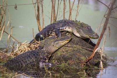 Alligators Sunbathing on a Rock – Free Stock Photo, Download for Free