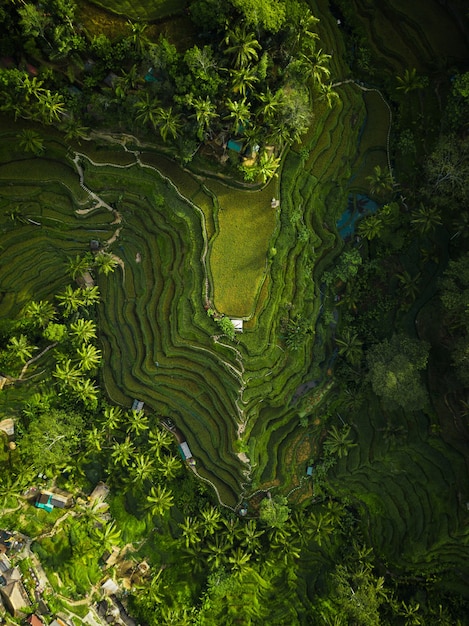 Aerial View of Lush Rice Hills Surrounded by Trees – Free Download