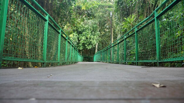 Wooden Bridge Surrounded by Lush Forest – Free to Download