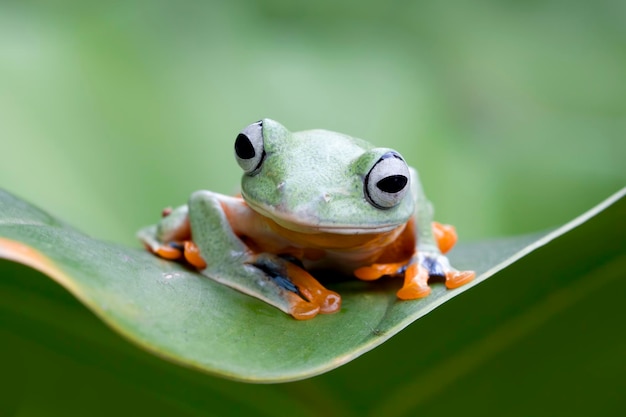 Closeup of a Flying Frog on a Javan Tree Branch – Free Stock Photo Download