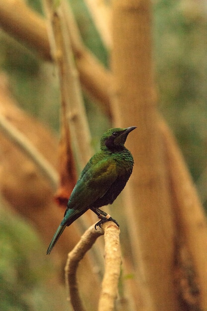 Bird Perching on Leaf – Free Stock Photo for Download