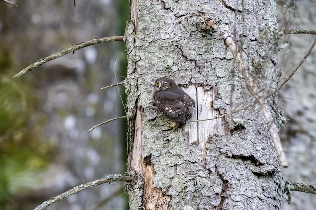 Owl on Tree Trunk Staring at Camera – Free Download