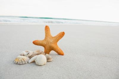 Starfish and Shells on Sand – Free Stock Photos, Download Free Stock Photo