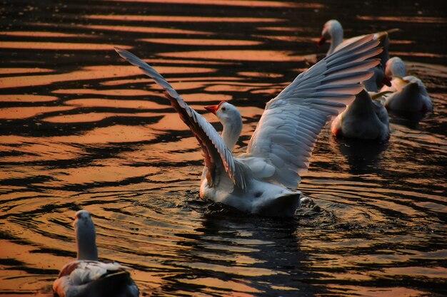 Swans Swimming in Lake – Free Stock Photo for Download