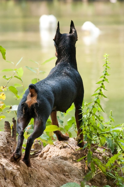 A Miniature Pinscher Dog on the Shore – Free Download