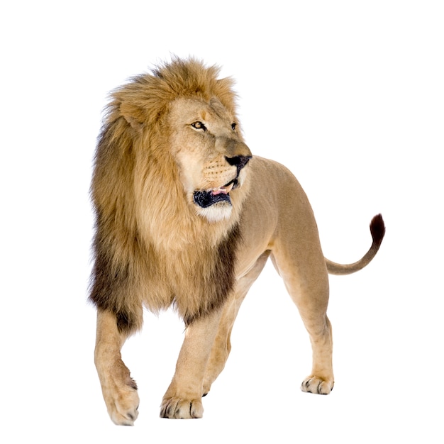 Lion, Panthera leo on a White Isolated Background – Free Download