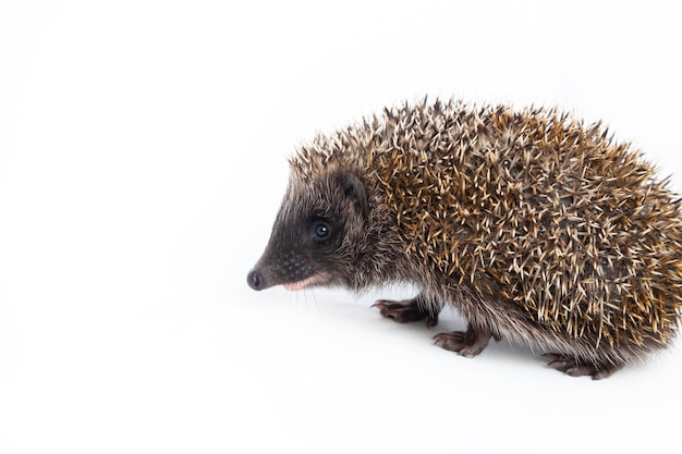 European Hedgehog (Erinaceus europaeus) – Common Hedgehog Free Download