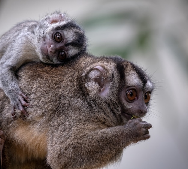 Adorable Mother and Baby Owl Monkey – Free Stock Photo for Download