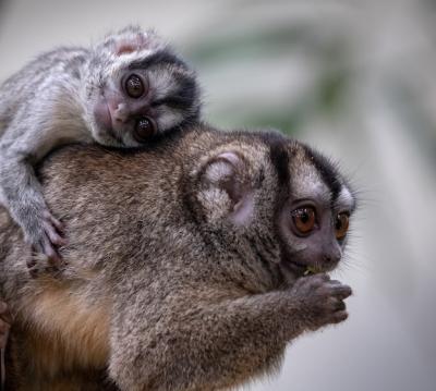 Adorable Mother and Baby Owl Monkey – Free Stock Photo for Download