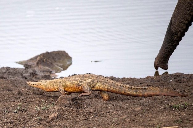 Crocodile in a Pool at Kruger Park, South Africa – Free Download