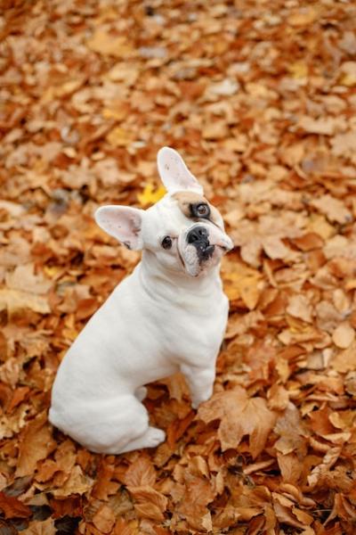 Cute Black and White French Bulldog on Yellow Autumn Leaves – Free Download