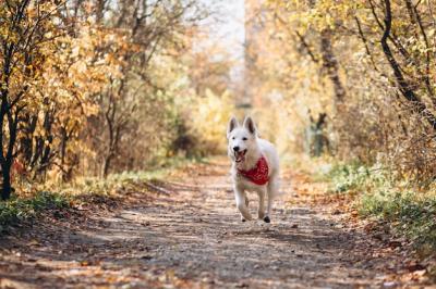 White Dog Walking in Autumn Park – Free Stock Photo, Download for Free