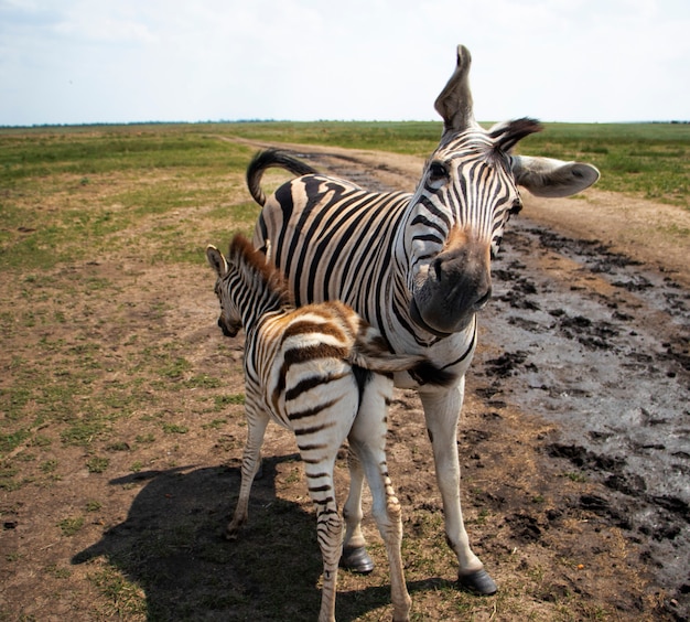 Young Baby Zebra and Mother Family Together in a Playful Pose – Free Stock Photo for Download