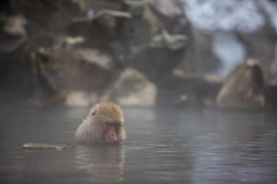 Monkey Swimming in Lake – Free Stock Photo, Download for Free