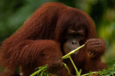 Adult Orangutan Contemplates Eating Grass Stick – Free Stock Photo for Download