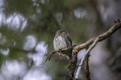 Brown and White Owl on Tree Branch – Free Stock Photo, Download for Free