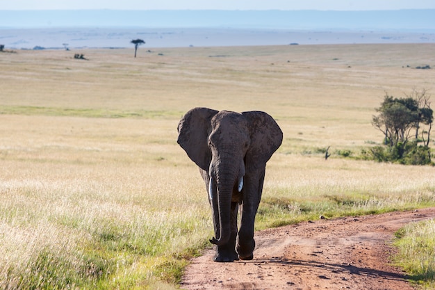 Elephant Walking in the Savanna – Free Stock Photo for Download