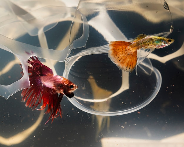 Betta Fish and the Plastic Pollution Crisis – Free to Download Stock Photo