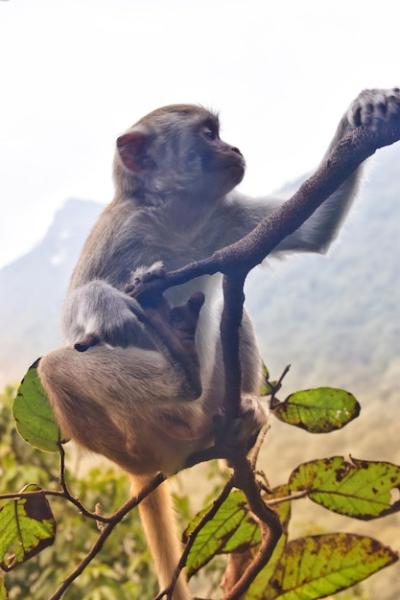 A Monkey Sitting on a Branch – Free Stock Photo for Download