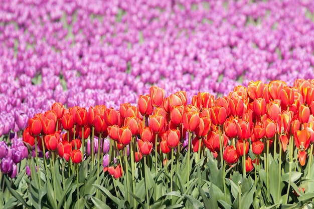 Beautiful Red and Purple Tulips in a Magnificent Tulip Garden – Free to Download