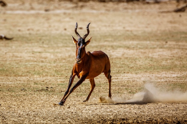 Hartebeest Running in Kgalagadi Transfrontier Park, South Africa – Free Stock Photo Download