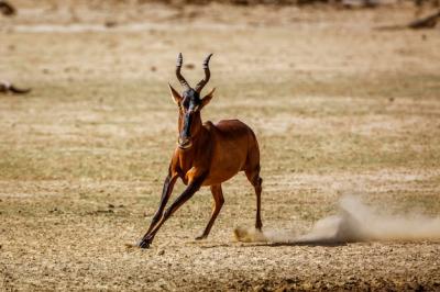 Hartebeest Running in Kgalagadi Transfrontier Park, South Africa – Free Stock Photo Download