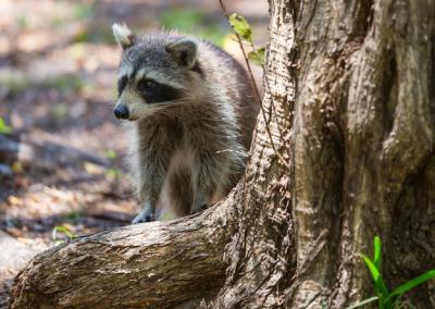 Raccoon – Free Stock Photo, Download for Free