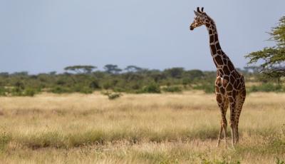 Giraffes in the Savannah of Kenya Surrounded by Trees and Bushes – Free Download