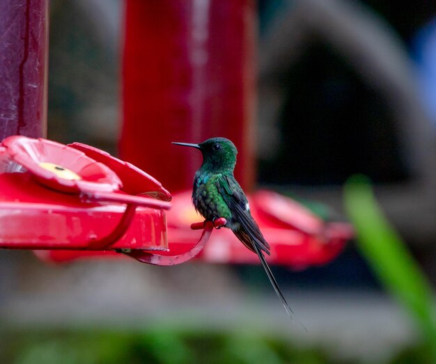 Close-Up of a Bird on a Feeder – Free Download