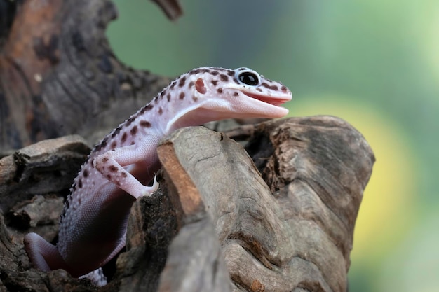 Leopard Gecko Close-Up on Wood: Capturing the Hunt – Free Stock Photo, Download Free