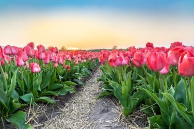 Beautiful Pink Tulip Flowers Plantation Under Clear Blue Sky – Free Download