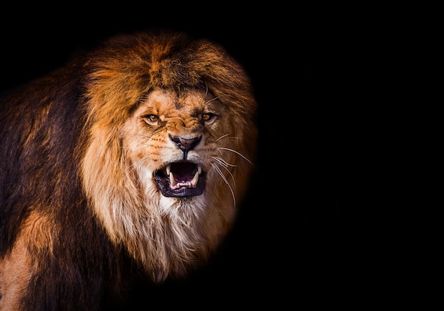 Beautiful Lion Portrait – Free Stock Photo for Download