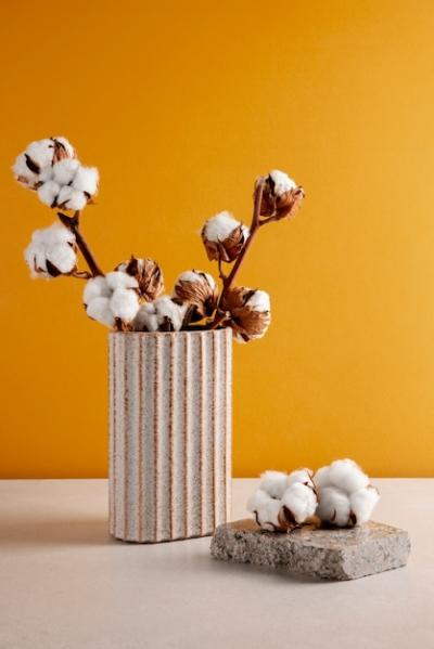 Cotton Plants Still Life – Free Stock Photo for Download