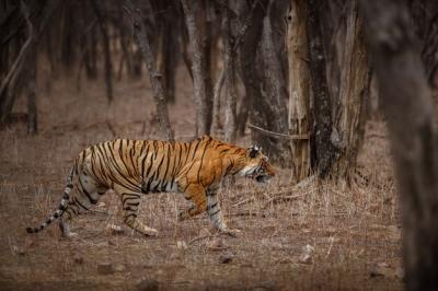 Amazing Bengal Tiger in Nature – Free Download