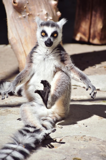 Portrait of Lemur Sitting on Street – Free Stock Photo for Download