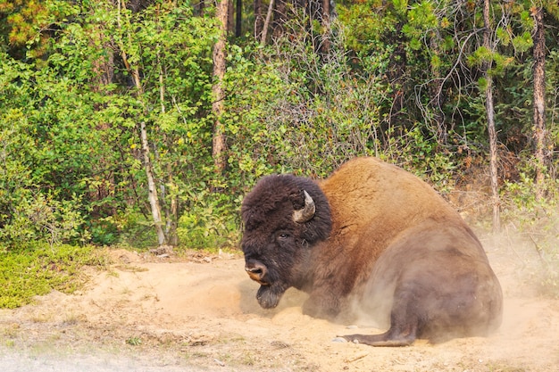 Explore Wild Buffalo in Yellowstone National Park, USA – Free Stock Photo for Download